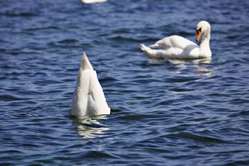 Schwäne auf dem Wasser