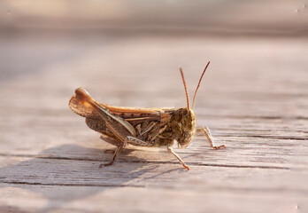 Grasshopper on wooden surface. Macro close-up shot.