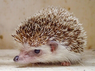 ハリネズミ