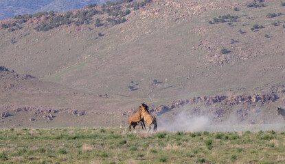 Wild Horse Stallions Fighting in the Utah Desert