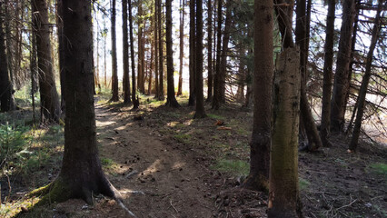Dark forest with firs and pines on an autumn, spring, summer day or early morning. Rays of sun and the sun through tree trunks and shadows on the ground