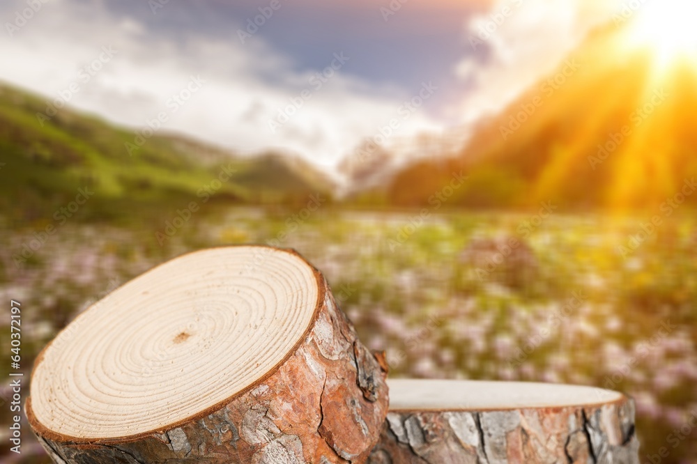 Canvas Prints Tree wood Podium in nature background