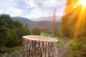 Obraz na płótnie Canvas Tree wood Podium in nature background