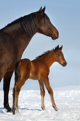 Mare with foal in snow