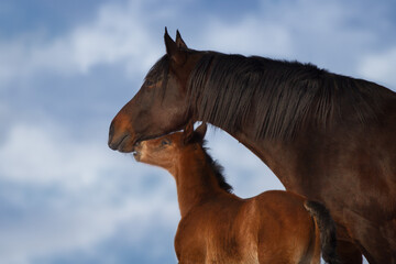 Mare with foal close up