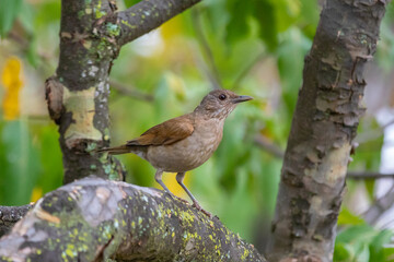 White Thrush or White Thrush (Turdus amaurochalinus) in selective focus, also known as 