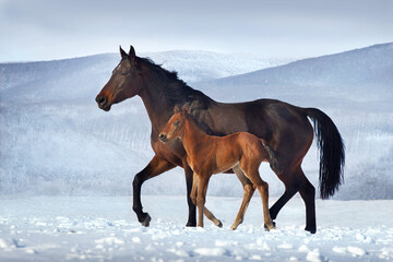 Bay mare and foal in snow