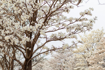 Detalhes de galhos floridos de ipês brancos em um dia frio e sem sol.