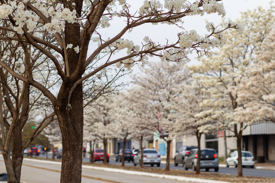 Um ip&ecirc; florido em primeiro plano e fileiras de ip&ecirc;s brancos floridos na avenida Goi&aacute;s Norte em Goi&acirc;nia em uma manh&atilde; fria e sem sol.