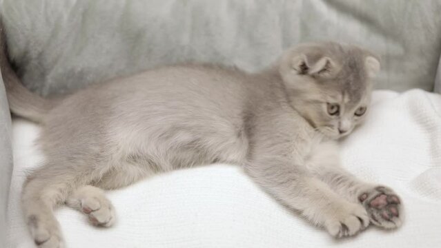 gray Scottish fold kitten lies on a light background
