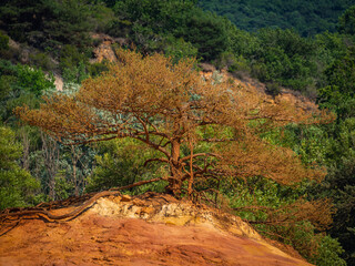 Trees and vegetation covering the red sands. Abstract Rustler canyon moher cliffs landscape....
