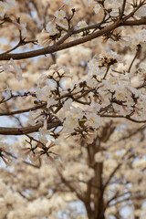Alguns galhos de ipê branco florido com céu azul ao fundo.
