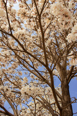 Detalhes de um ipê branco florido com o céu azul ao fundo. Imagem vertical.
