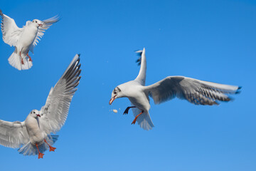 A seagull catches bread thrown to it in flight