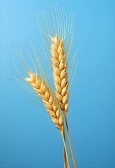 Golden Abundance: Pop Art Minimalism on Wheat