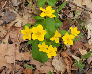 Caltha palustris (Marsh Marigold) Native North American Wetland Wildflower