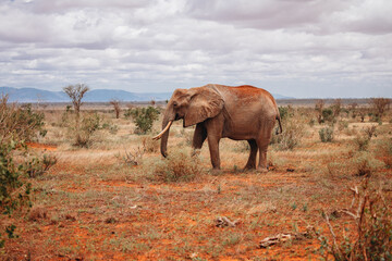 African elephant in wild nature of kenya