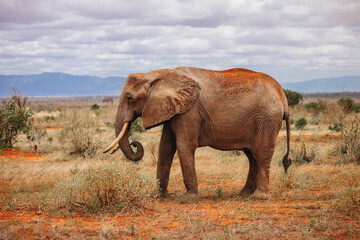 African elephant in wild nature of kenya