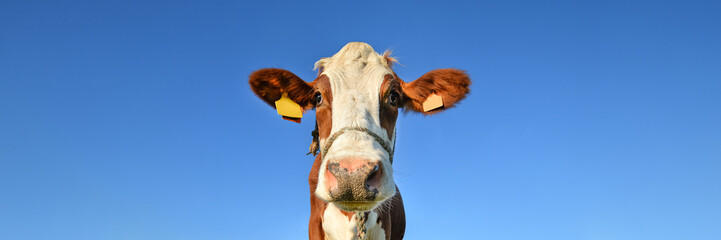 Red spotted cow grazing on the field. Farm animals concept. Close up portrait of a cow on the...