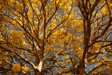 Tree with yellow flowers and a blue sky in spring