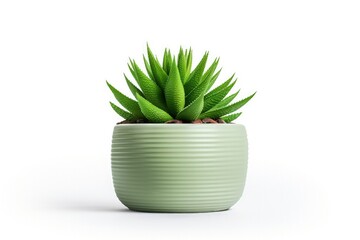 aloe vera in a green pot