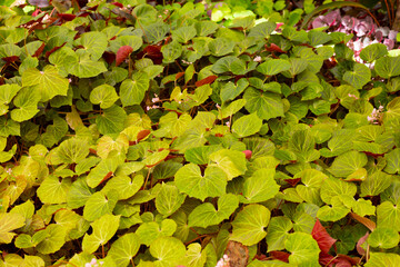 Begonia plants in the garden
