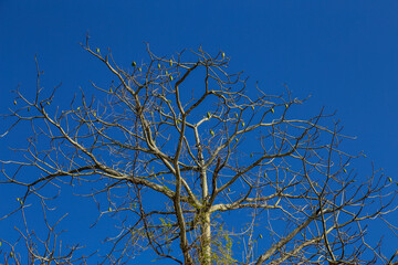 Mexican Plumeria ( Plumeria rubra ) tree with green seed hanging from the branch