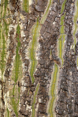 Close-up of a green and brown bark of a Shaving-brush-tree