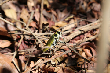 Ceiba Borer ( Euchroma giganteum ) walking on the ground