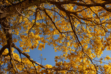 Tree with yellow flowers and a blue sky in spring