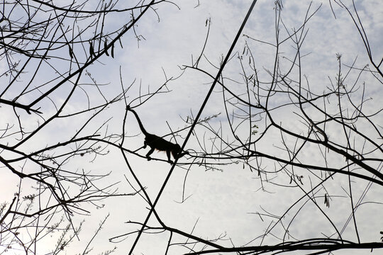 Mantled Howler Monkey ( Alouatta palliata ) on a tree in silhouette
