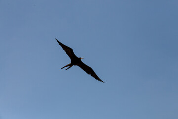 Magnificent Frigatebird flying. view from below