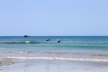 Three Brown Pelican ( Pelecanus occidentalis ) flying over the sea shore