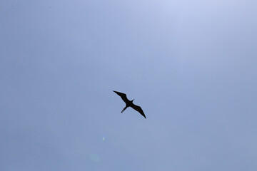 Magnificent Frigatebird flying. view from below
