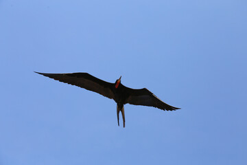 Magnificent Frigatebird flying. view from below