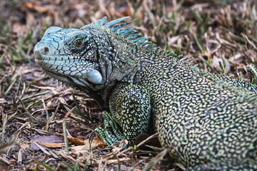 Iguana