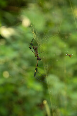 A Golden Silk Spider ( Trichonephila clavipes ) on a spider web. Side view.