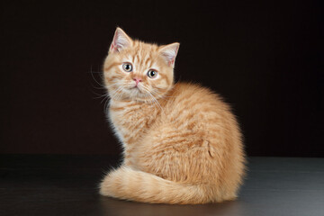 Cute ginger kitten on a brown background