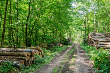 Exploitation foresti&egrave;re dans les Vosges