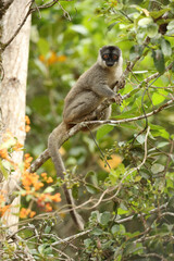 Brown lemur, Eulemur fulvus, feeding in a fruiting tree.