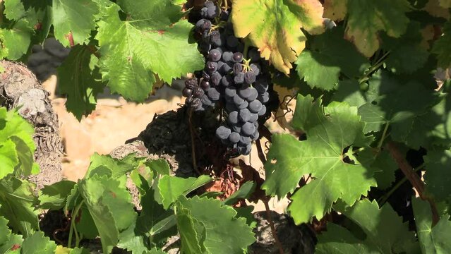 grappe de raisins noirs sur un pied de vignes