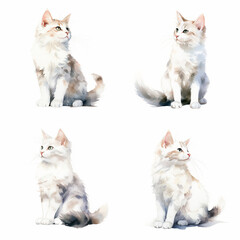 白猫の水彩イラスト、リアル