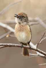 Archbold's newtonia, Newtonia archboldi, singing on a branch