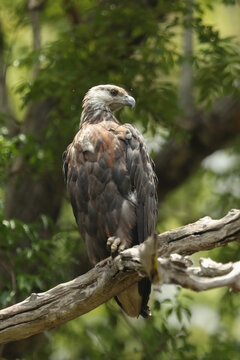 Madagascar fish-eagle, Haliaeetus vociferoides, looking for prey from a branch..