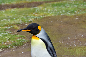 A King Penguin out for a walk.