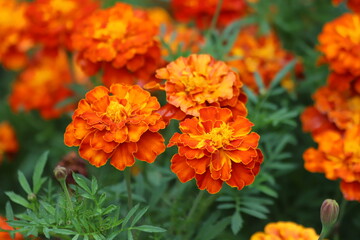 Tagetes. Orange and yellow marigolds flower on a green background.