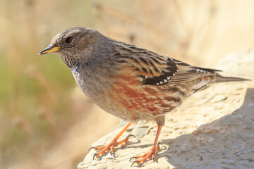 Pájaro acentor alpino - Prunella collaris