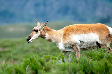 Portrait of an Antelope or Pronghorn in Yellowstone National Park.