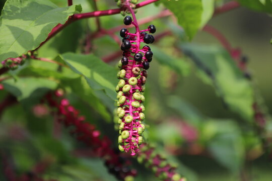 Phytolacca decandra, indian pokeweed ripening black fruits on branches.