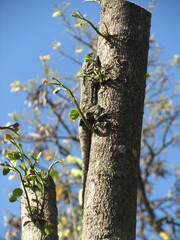 Tree Agama Female
